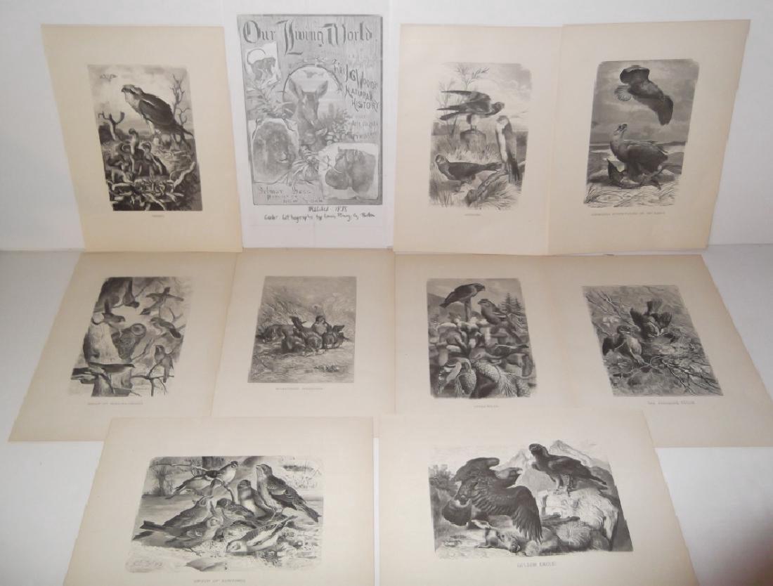 9 19th/20th c. bird engravings/etchings (1 of 7)