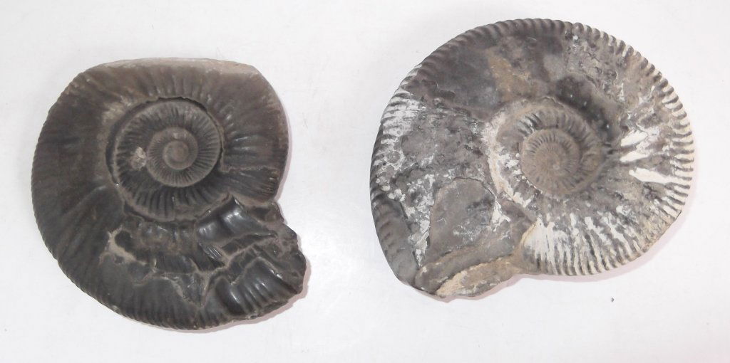 2 Ammonite fossils (1 of 6)