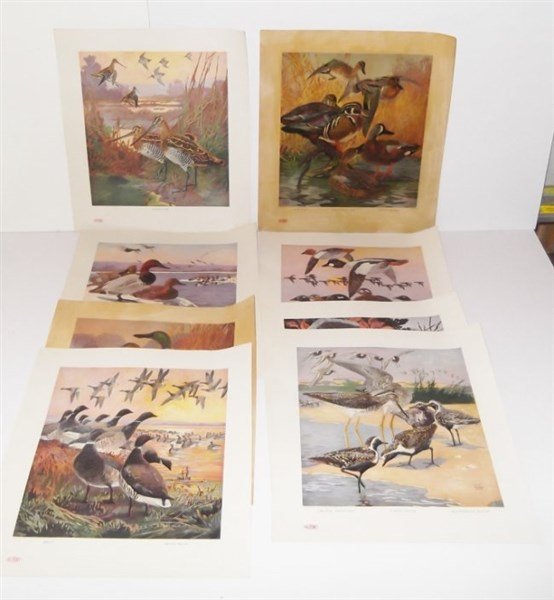 DuPont Shotgun Powder Advertisment (1 of 8)