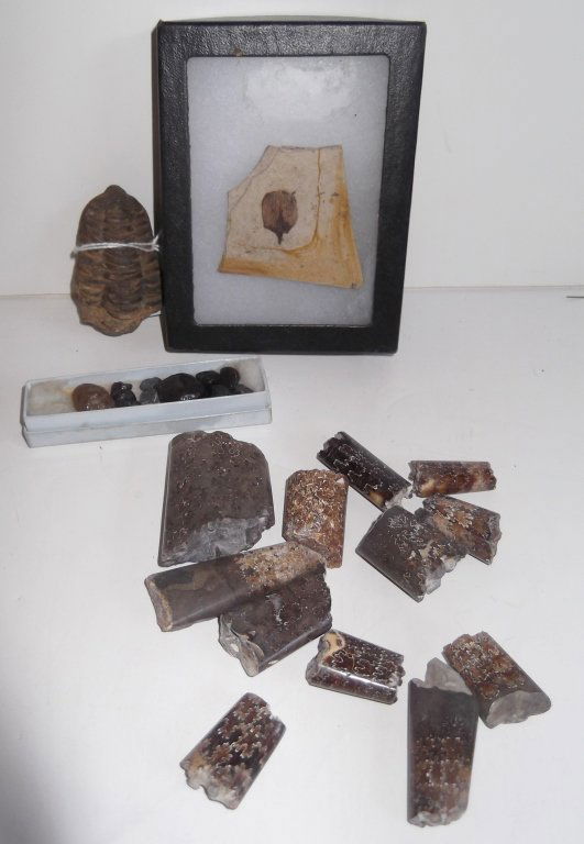 Trilobite fossil; cretaceous period baculites (1 of 7)