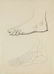 Nineteen drawings depicting studies on human anatomy - 2