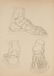 Nineteen drawings depicting studies on human anatomy - 8