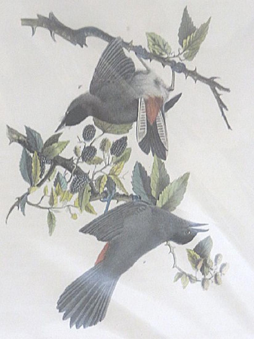 Audubon . Cat Bird . Octavo Plate 140 (1 of 1)