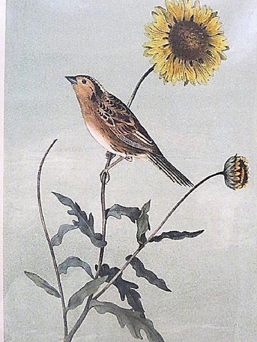 Audubon. Les Contis Shark Tailed Bunting Plate 488 (1 of 1)