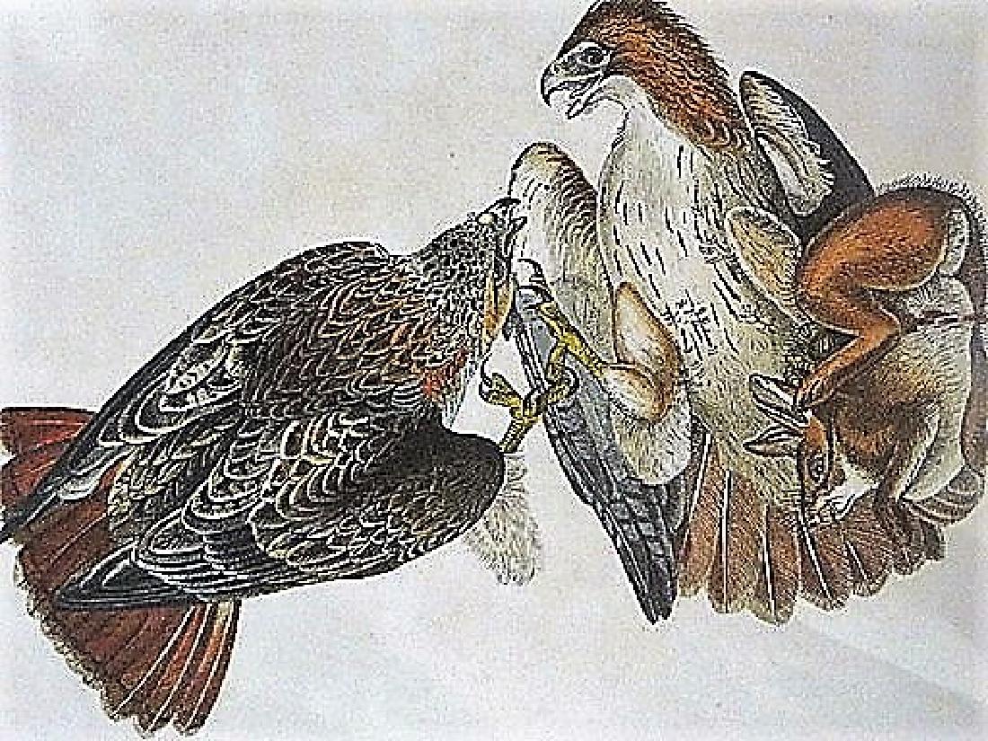 Audubon. Red Tailed Buzzard  Plate 7 (1 of 1)