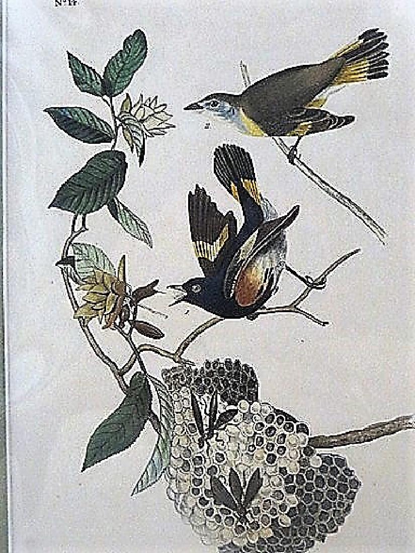 Audubon. American Redstart   No.68 (1 of 1)