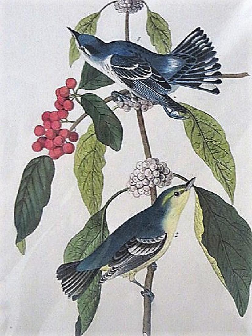 Audubon. Carulean Wood Warbler . Plate 86 (1 of 1)