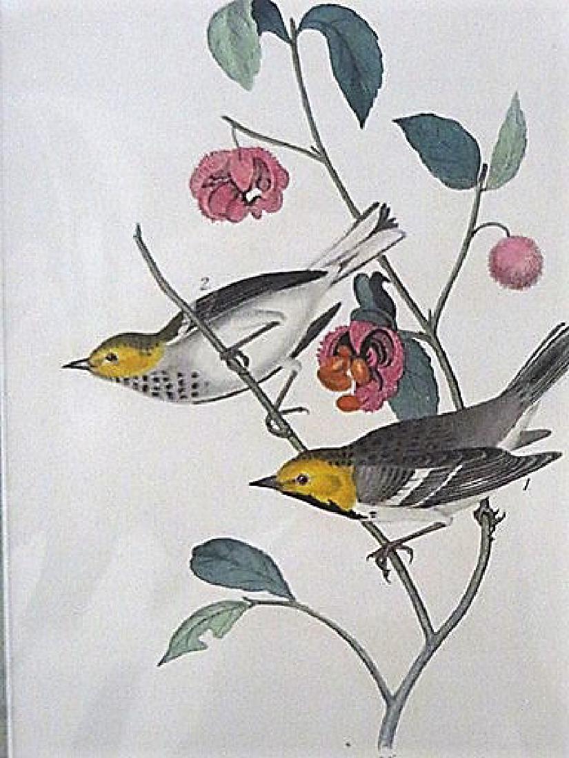 Audubon. Hermit Wood Warbler Plate 93 (1 of 1)