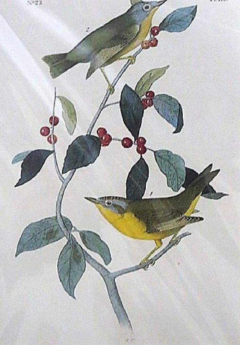 Audubon. Nashville Swamp Warbler  Plate 113 (1 of 1)