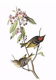 J. J. Audubon Ruby Crowned Kinglet . Plate 133 (1 of 1)