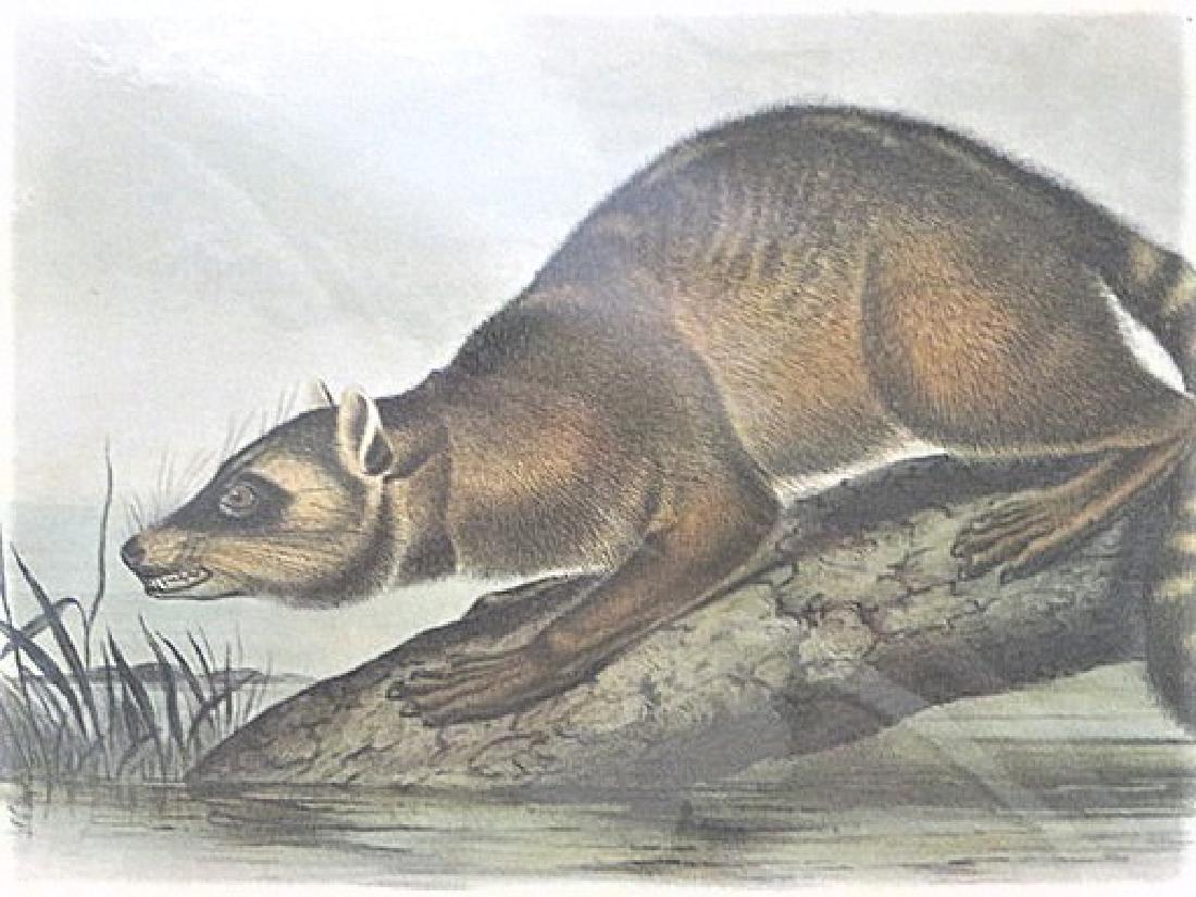 Audubon Quadruped. Crab-Eating Raccoon. CLV (1 of 2)