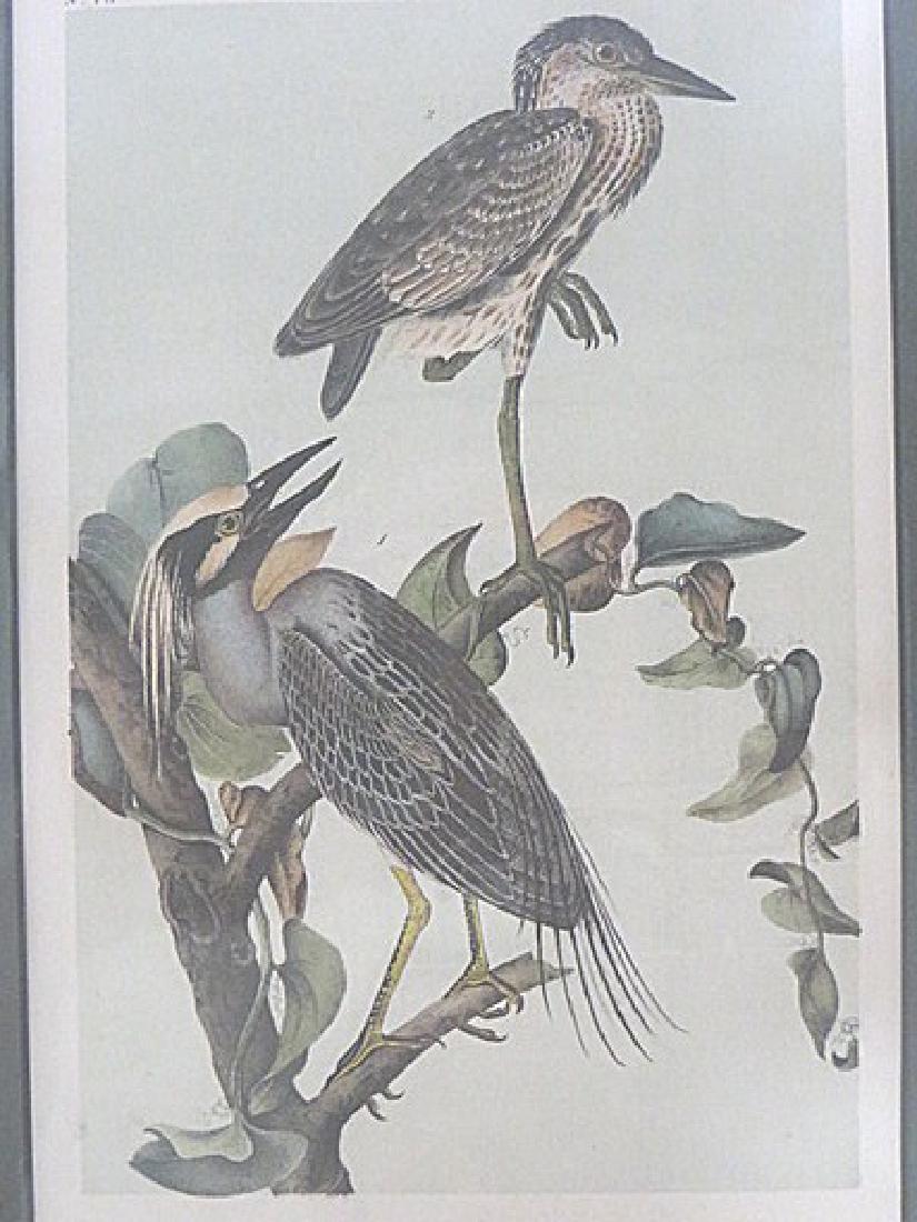 Audubon. Yellow Crowned Wren. Plate 364 (1 of 1)