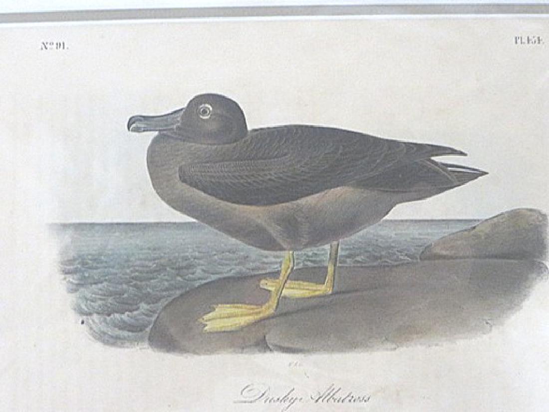 Audubon . Dusky Albatross. Plate 454 (1 of 1)