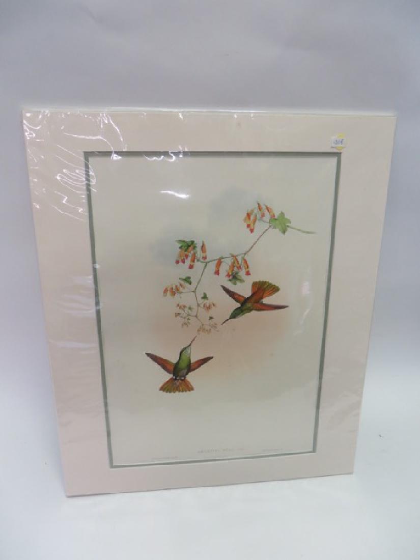 J. Gould Lithograph: Amazilla Ocai: Hand colored ornithological lithograph. Lithographers: J. Gould, E. Gould, E. Lear, H.C. Richter, W. Hart. Printed in London: C. Hullmandel or Taylor. Plate from one of the following Gould volumes: A 