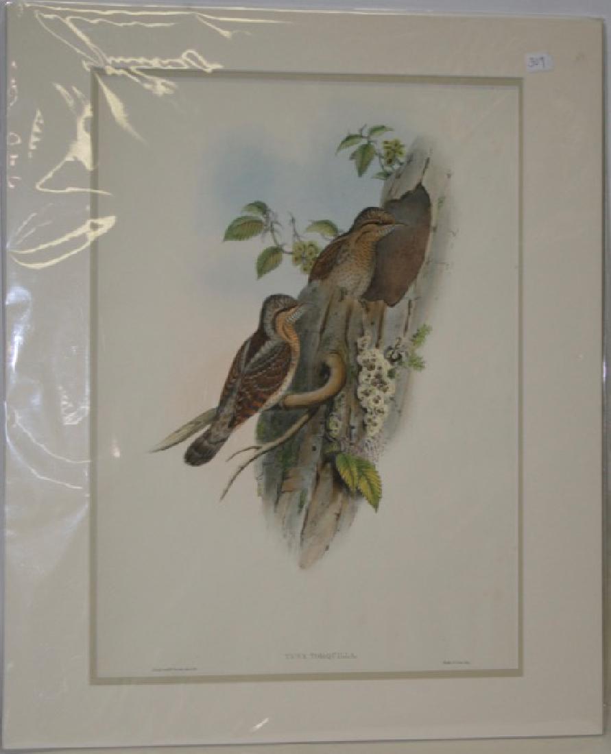 J. Gould Lithograph: Yunx Torquilla: Hand colored ornithological lithograph. Lithographers: J. Gould, E. Gould, E. Lear, H.C. Richter, W. Hart. Printed in London: C. Hullmandel or Taylor. Plate from one of the following Gould volumes: A 