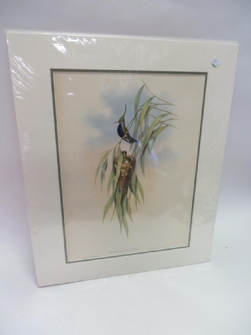 J.Gould Lithograph: Cephalepis Lalandi (1 of 2)