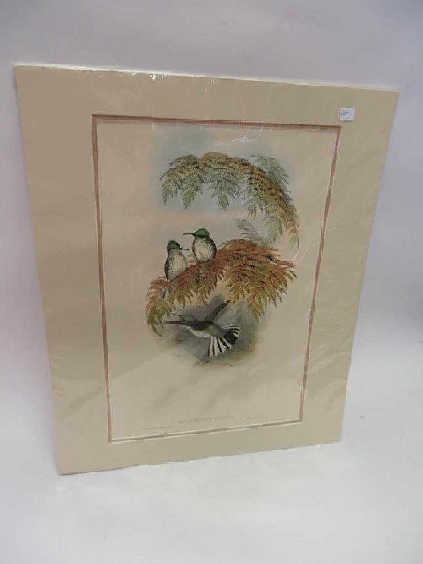 J. Gould Lithograph: Stokes Humming Bird (1 of 2)