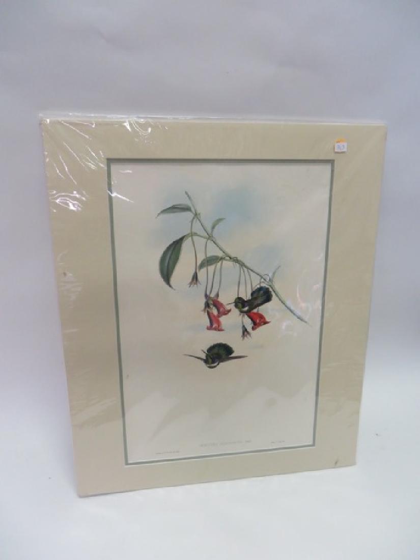 J. Gould Lithograph: Masked Wedge-bill: Schistes Personatus. With Text. Hand colored ornithological lithograph. Lithographers: J. Gould, E. Gould, E. Lear, H.C. Richter, W. Hart. Printed in London: C. Hullmandel or Taylor. Plate from one of