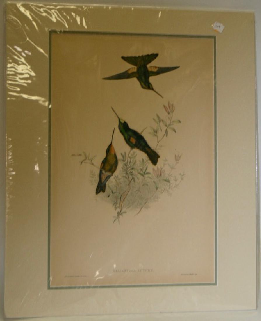 J. Gould Lithograph: Helianthea Lutetle: Hand colored ornithological lithograph. Lithographers: J. Gould, E. Gould, E. Lear, H.C. Richter, W. Hart. Printed in London: C. Hullmandel or Taylor. Plate from one of the following Gould volumes: A 