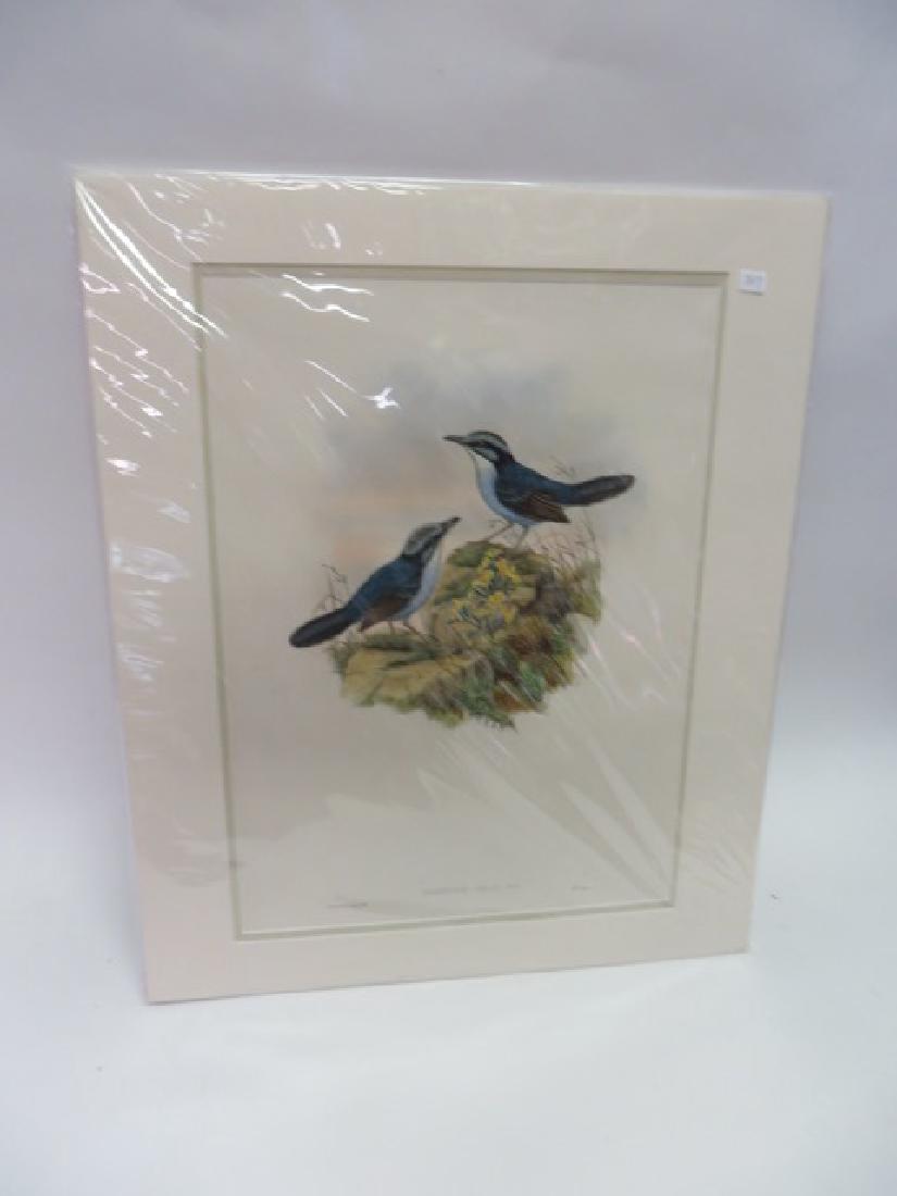 J. Gould Lithograph: Todopsis Grayi: Hand colored ornithological lithograph. Lithographers: J. Gould, E. Gould, E. Lear, H.C. Richter, W. Hart. Printed in London: C. Hullmandel or Taylor. Plate from one of the following Gould volumes: A 