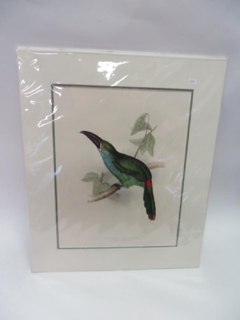 J. Gould Lithograph: Blood-rumped Groove-bill (1 of 2)