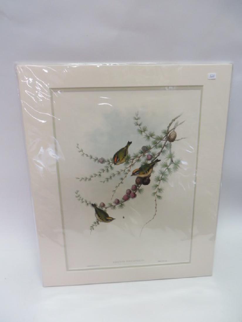 J. Gould Lithograph: Regulus Ignicapillus: Hand colored ornithological lithograph. Lithographers: J. Gould, E. Gould, E. Lear, H.C. Richter, W. Hart. Printed in London: C. Hullmandel or Taylor. Plate from one of the following Gould volumes: A 