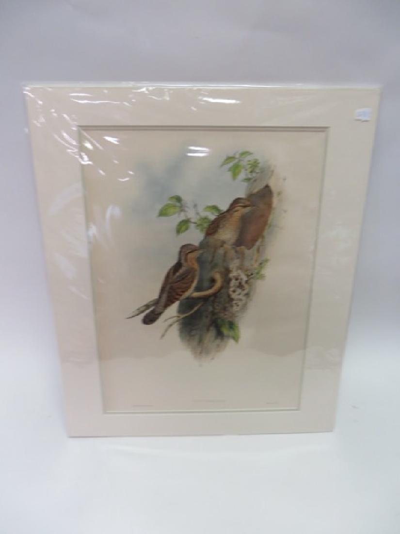 J. Gould Lithograph: Yunx Torquilla: Hand colored ornithological lithograph. Lithographers: J. Gould, E. Gould, E. Lear, H.C. Richter, W. Hart. Printed in London: C. Hullmandel or Taylor. Plate from one of the following Gould volumes: A 