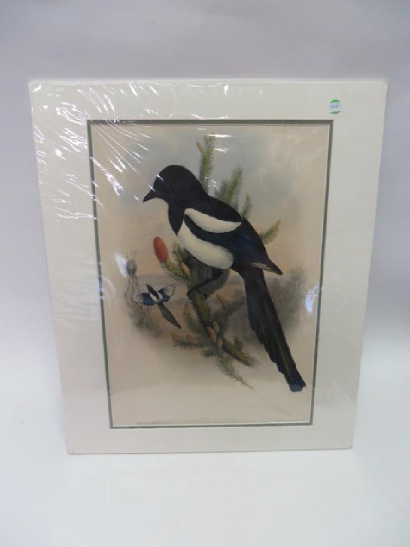 J. Gould Lithograph: Pica Caudata (1 of 1)