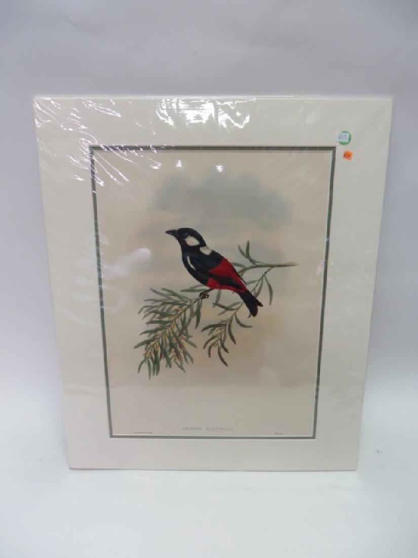 J. Gould Lithograph: Broad-billed Flycatcher: Peltops Blainvillei. With Text. Hand colored ornithological lithograph. Lithographers: J. Gould, E. Gould, E. Lear, H.C. Richter, W. Hart. Printed in London: C. Hullmandel or Taylor. Plate from one of