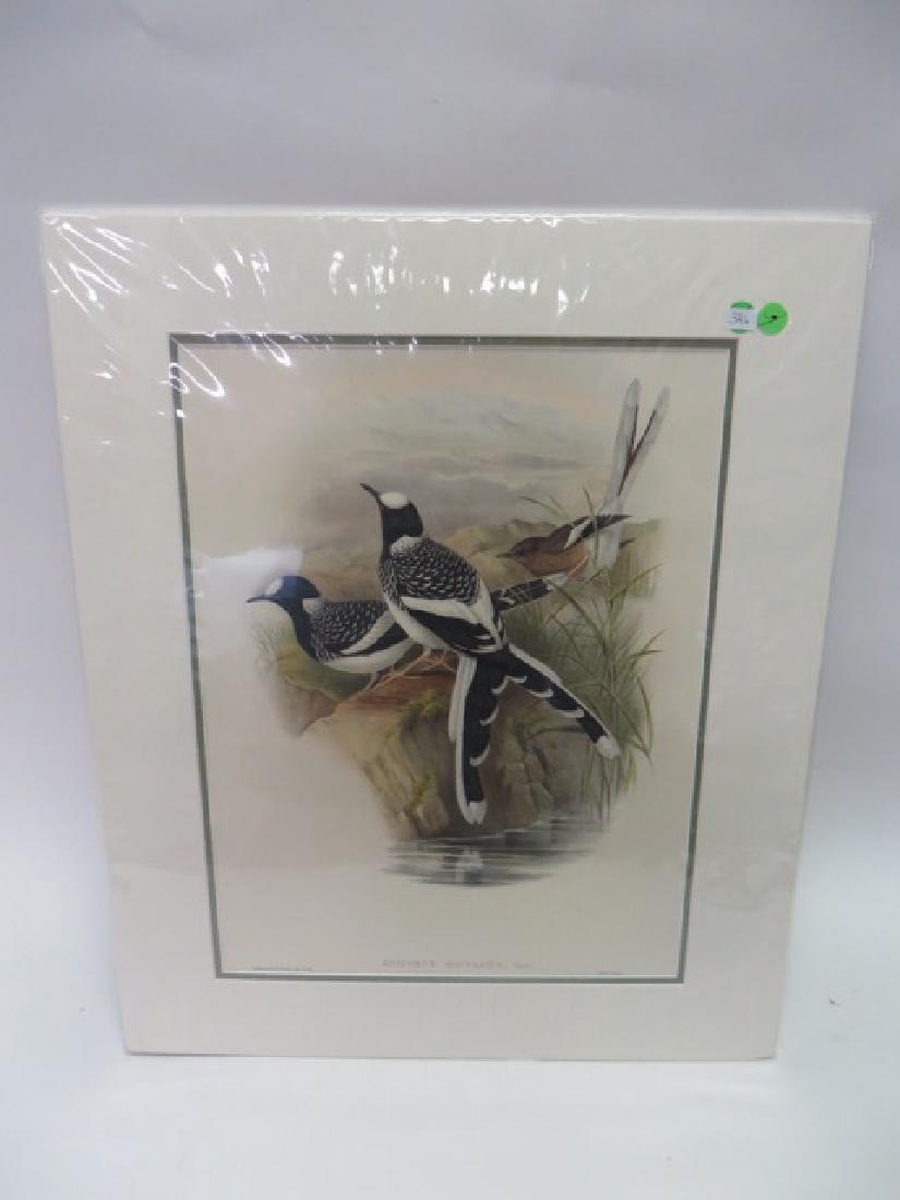 J. Gould Lithograph: Lunated Forktail: Enicurus Maculatus. With Text. Hand colored ornithological lithograph. Lithographers: J. Gould, E. Gould, E. Lear, H.C. Richter, W. Hart. Printed in London: C. Hullmandel or Taylor. Plate from one of 