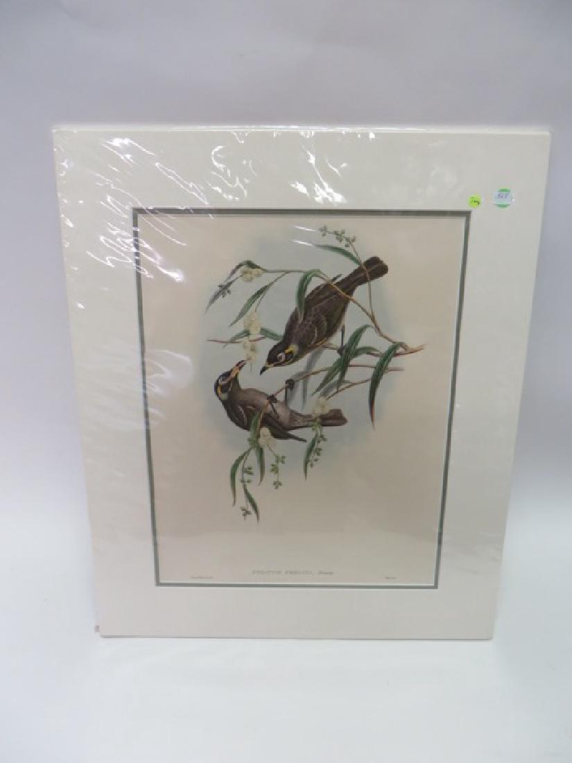 J.Gould Lithograph: Ptilotis Frenata (1 of 1)