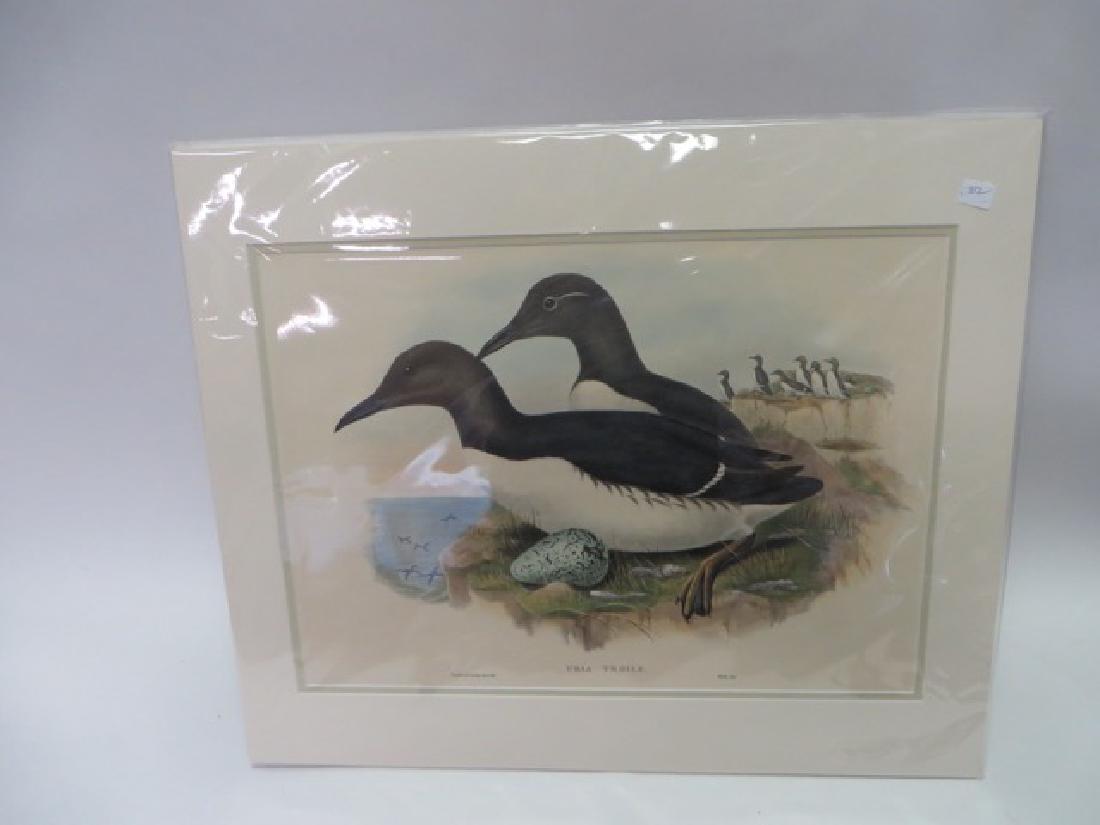 J. Gould Lithograph: Uria Troile: Hand colored ornithological lithograph. Lithographers: J. Gould, E. Gould, E. Lear, H.C. Richter, W. Hart. Printed in London: C. Hullmandel or Taylor. Plate from one of the following Gould volumes: A 