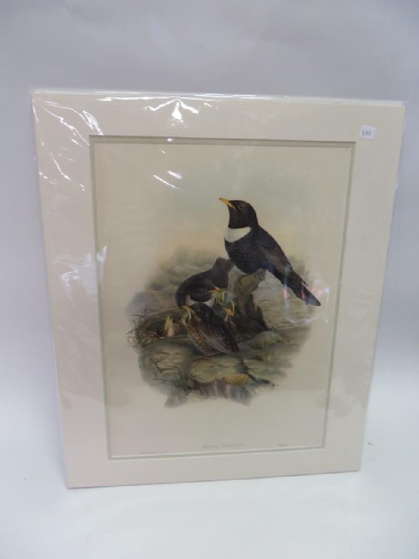 J. Gould Lithograph: Merula Torquata (1 of 1)