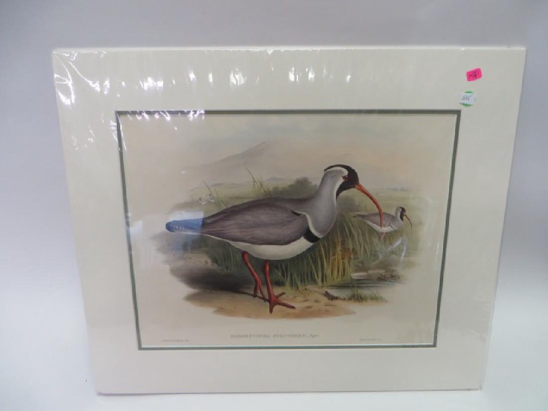 J. Gould Lithograph: Red-billed Erolia: Ibidorhyncha Struthersi. With Text. Hand colored ornithological lithograph. Lithographers: J. Gould, E. Gould, E. Lear, H.C. Richter, W. Hart. Printed in London: C. Hullmandel or Taylor. Plate from on