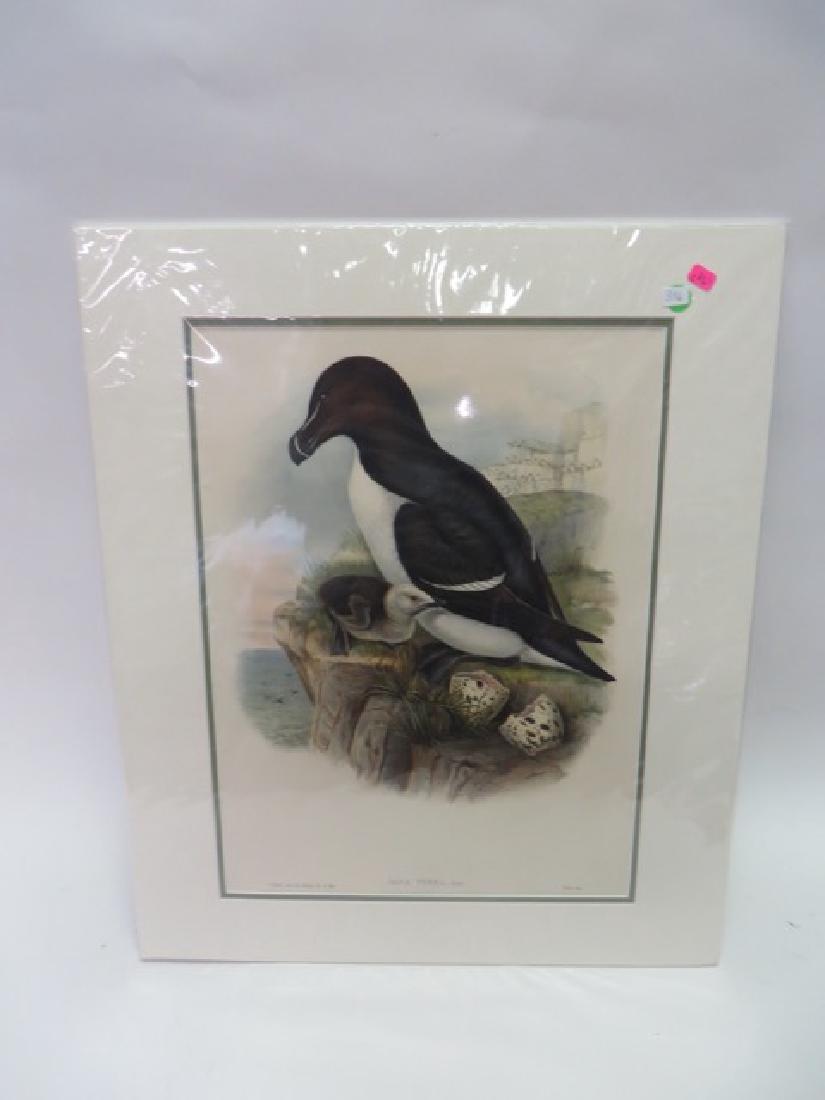 J. Gould Lithograph: Razorbill: Alca Torda. With Text. Hand colored ornithological lithograph. Lithographers: J. Gould, E. Gould, E. Lear, H.C. Richter, W. Hart. Printed in London: C. Hullmandel or Taylor. Plate from one of the foll
