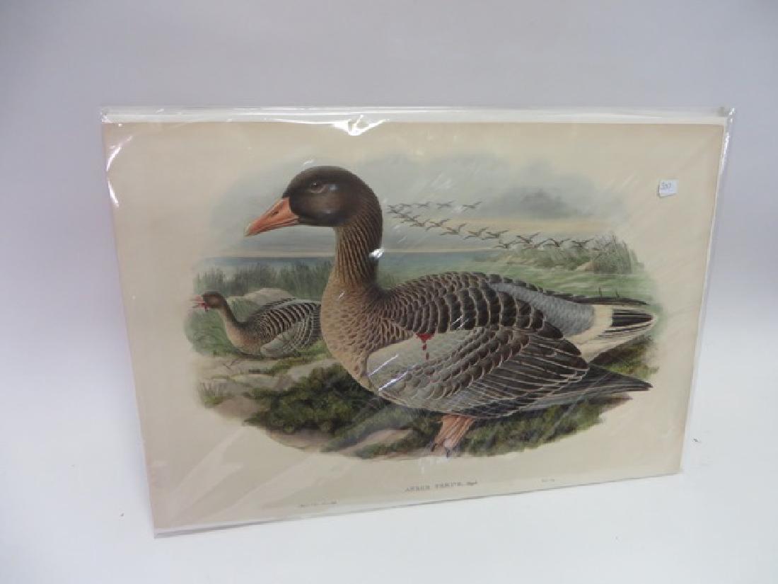 Wolf & Hart Lithograph: Grey Lag Goose (1 of 2)