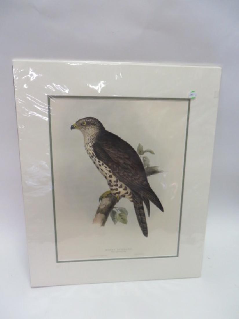 J. Gould Lithograph: Honey Buzzard (1 of 1)