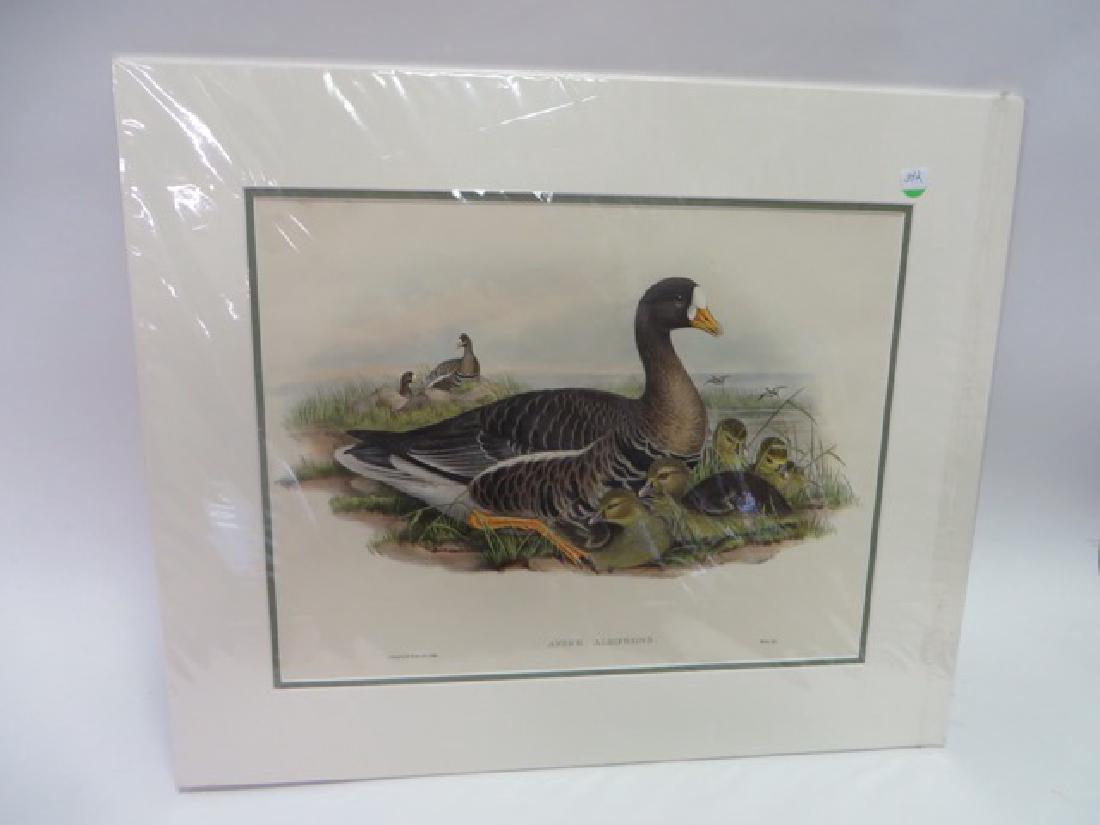 J. Gould Lithograph: White-Fronted Goose (1 of 2)