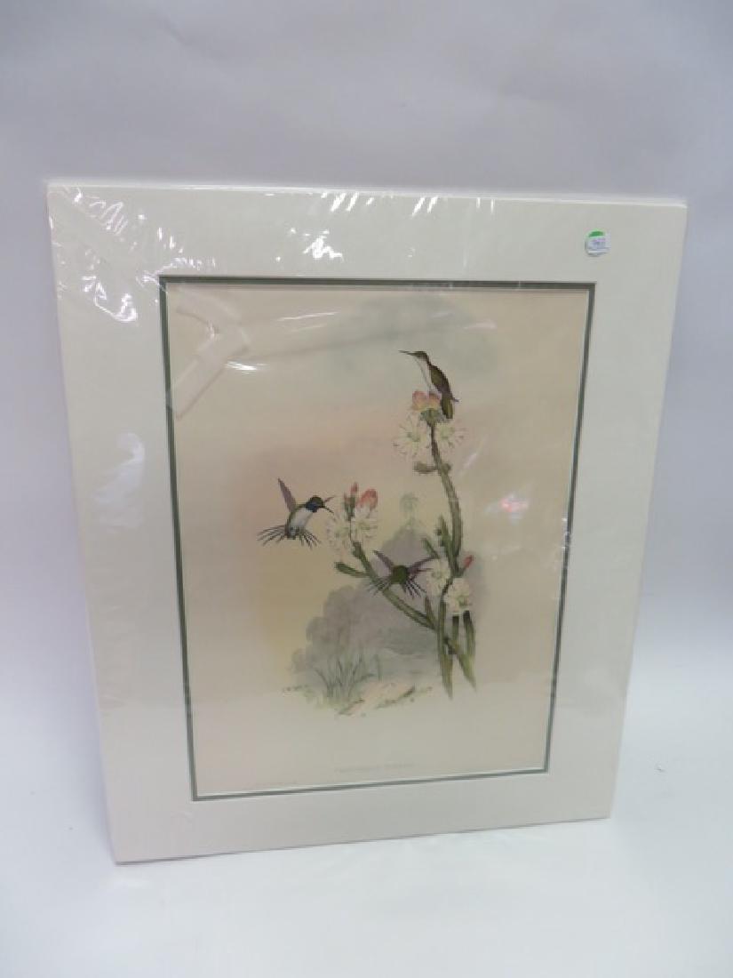 J. Gould Lithograph: Yarrells Wood Star (1 of 1)
