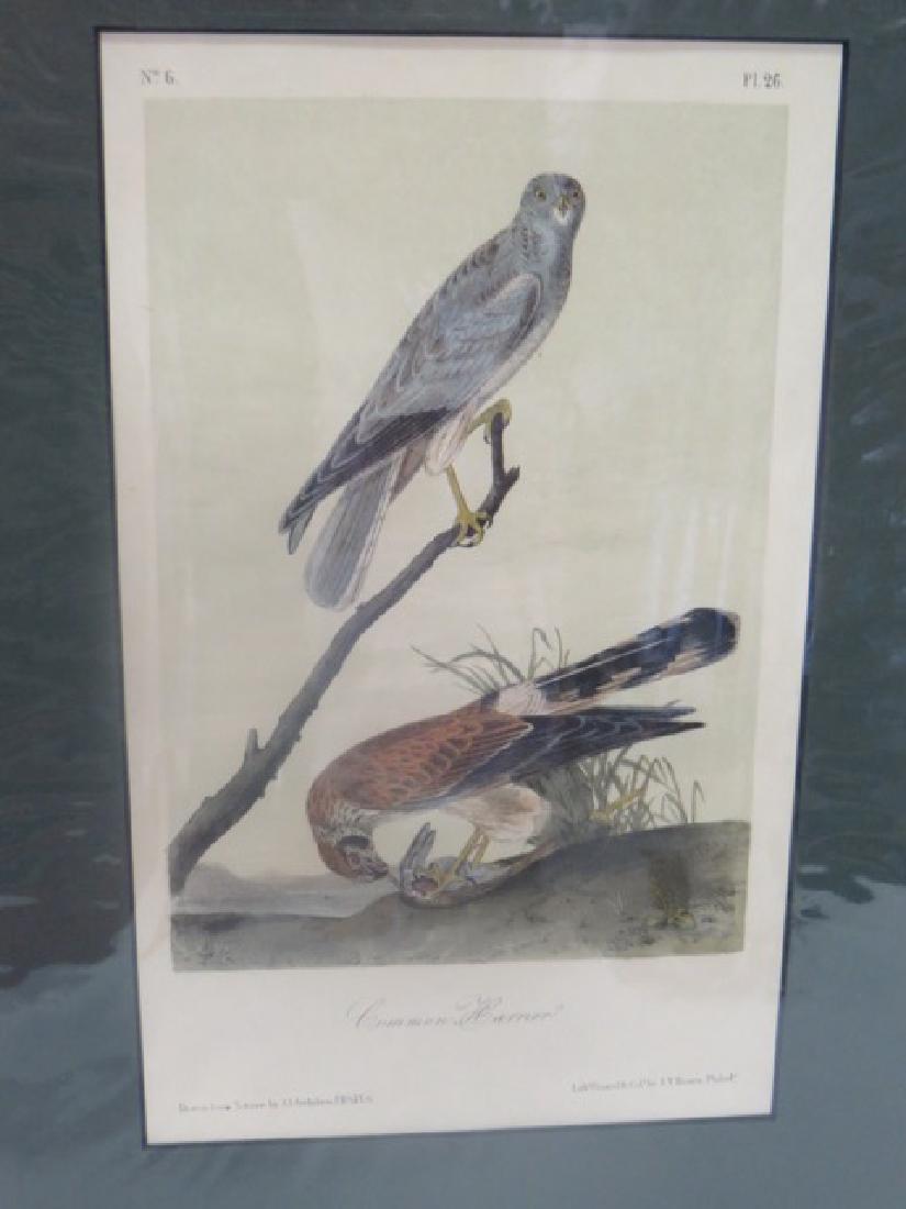 J.J. Audubon(1785-1851). Common Harrier (1 of 1)