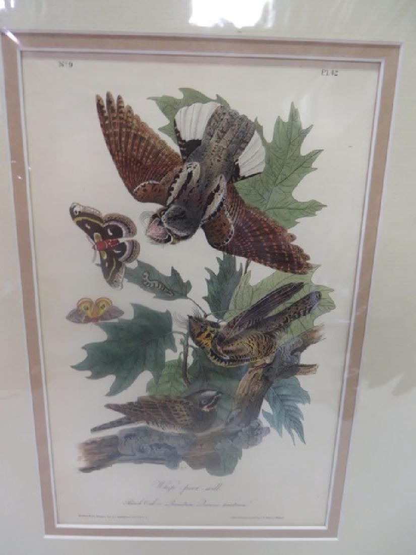 J.J. Audubon(1785-1851). Whip-Poor-Will (1 of 1)