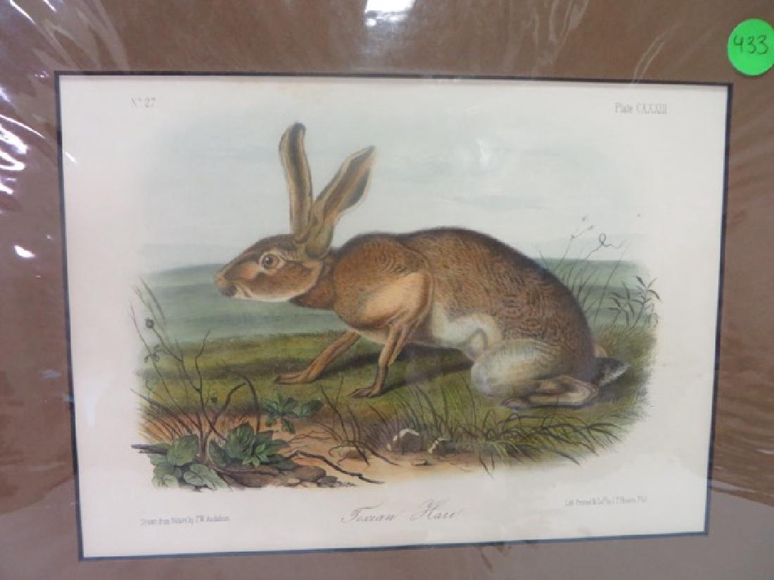 J.J. Audubon(1785-1851). Texan Hare (1 of 1)
