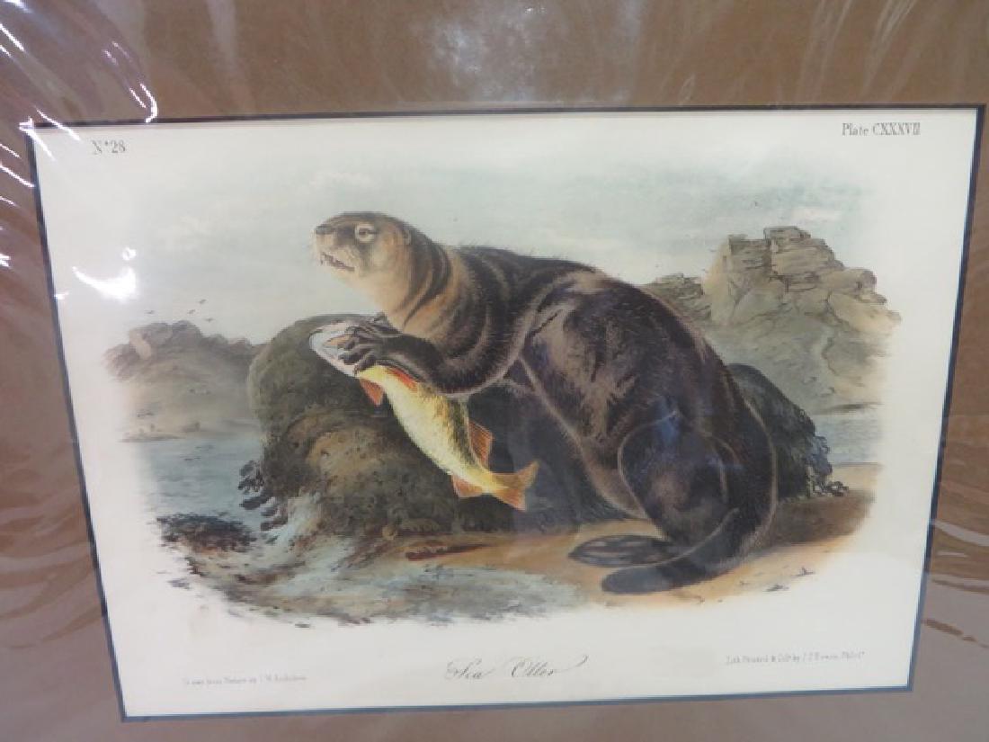 J.J. Audubon(1785-1851). Sea Otter: John James Audubon, "Sea Otter", No. 28, Pl.CXXXVII. 1st Edition Octavo. JT Bowen, Phila. 5 7/8" x 8 3/8".