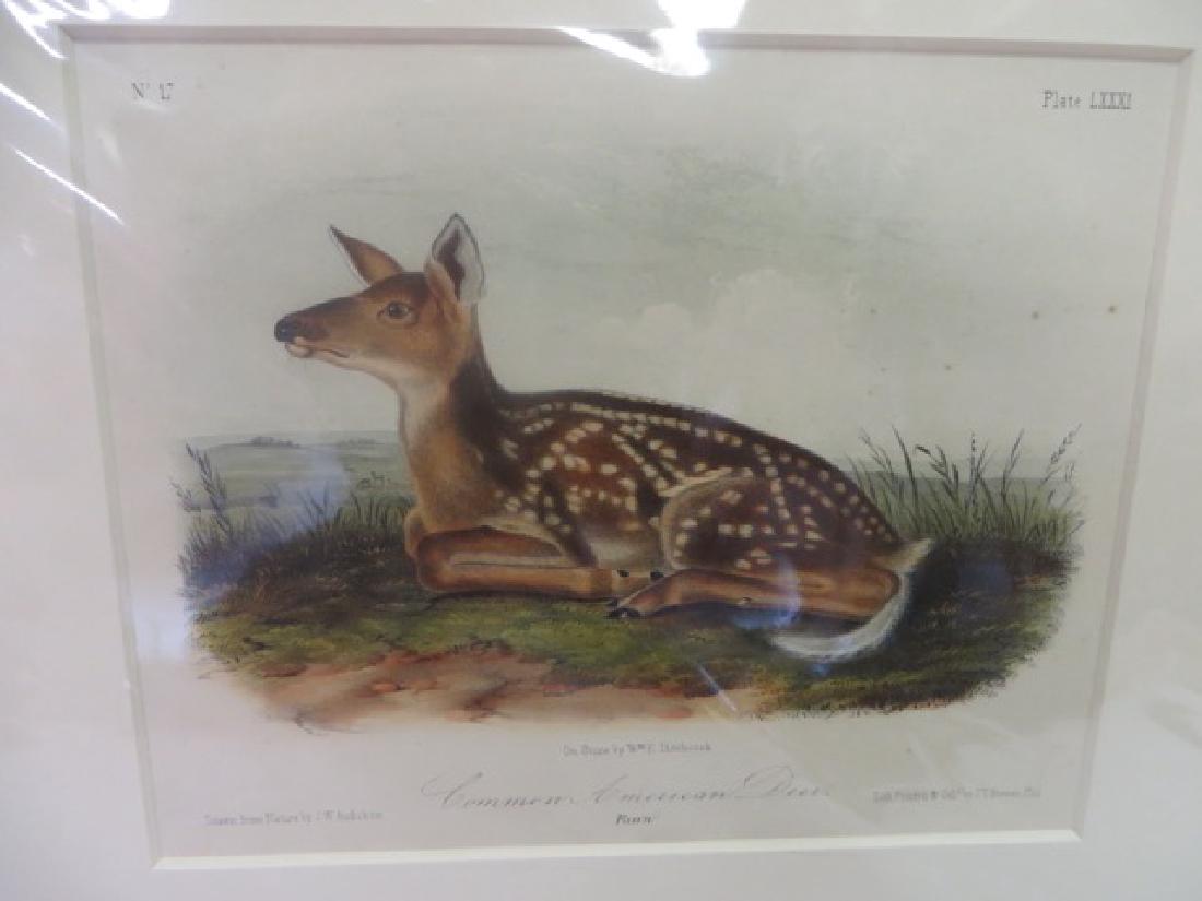 J.J. Audubon(1785-1851). Common American Deer (1 of 1)