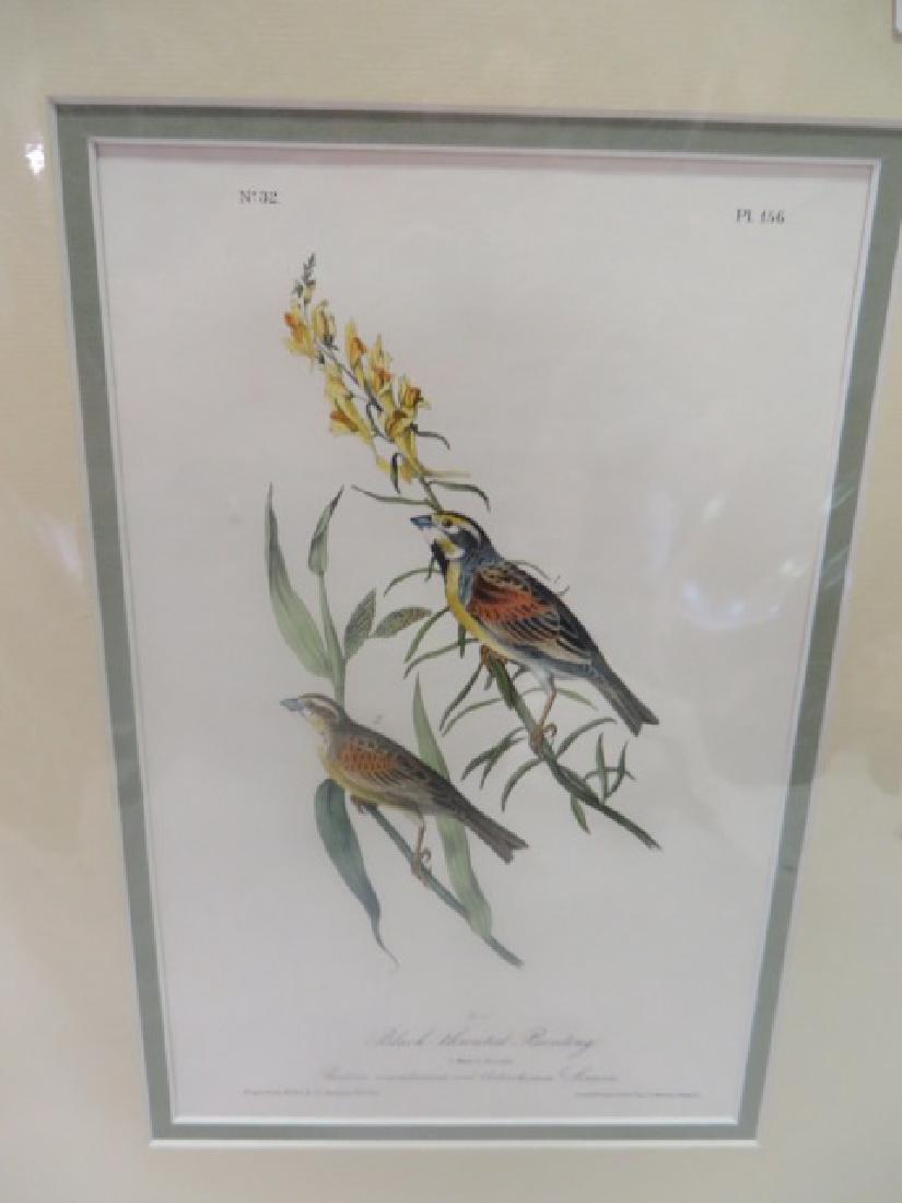 J.J. Audubon(1785-1851). Black Throated Bunting (1 of 2)