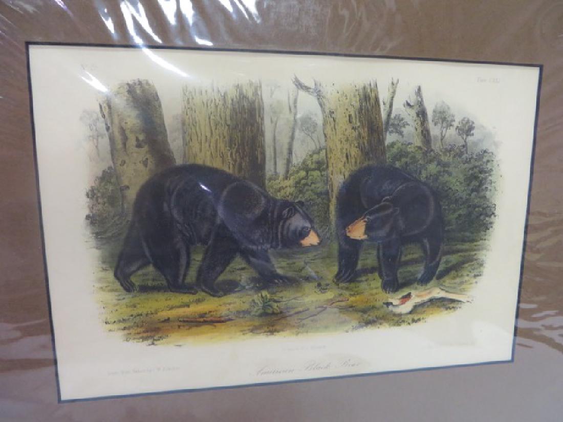 J.J. Audubon(1785-1851). American Black Bear (1 of 1)