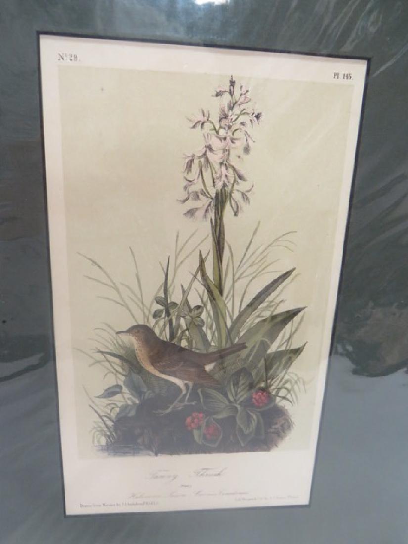 J.J. Audubon(1785-1851). Tanny Thrush (1 of 1)