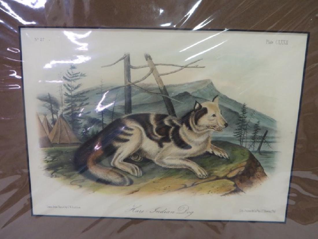 J.J. Audubon(1785-1851). Hare Indian Dog (1 of 1)
