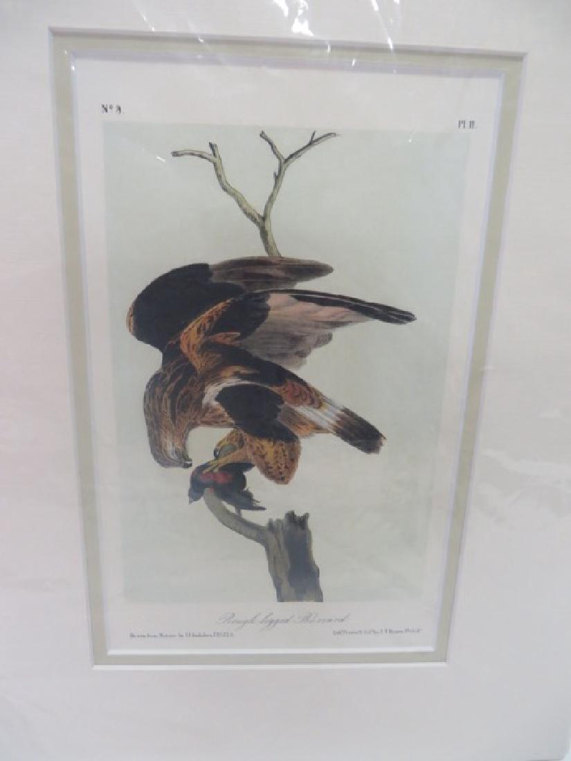 J.J. Audubon(1785-1851). Rough-Legged Buzzard (1 of 1)