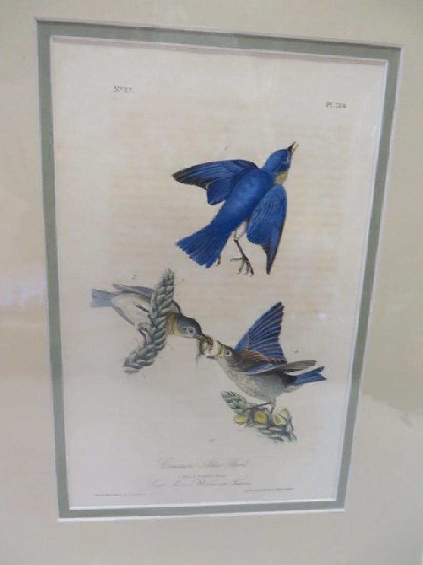 J.J. Audubon(1785-1851). Common Blue Bird (1 of 1)